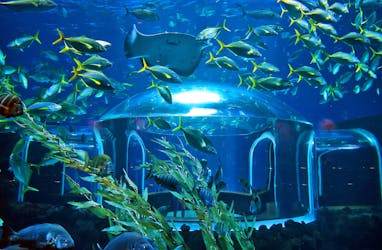 Aquarium Poema del Mar & Loro Parque Combo Ticket